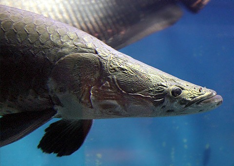 魚類図鑑 ピラルク