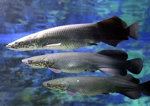 魚類図鑑 ピラルク