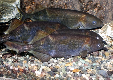 魚類図鑑 エレファントノーズフィッシュ