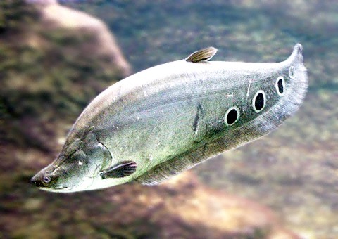 魚類図鑑 スポッテッド ナイフフィッシュ