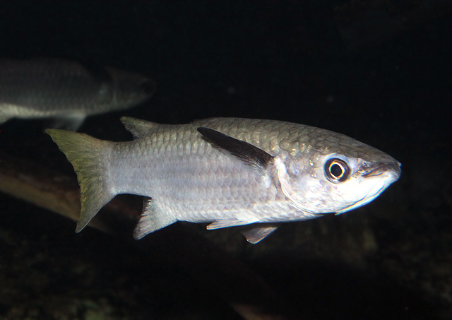 魚類図鑑 オニボラ