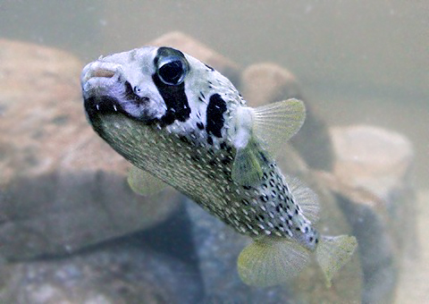 魚類図鑑 ヒトヅラハリセンボン