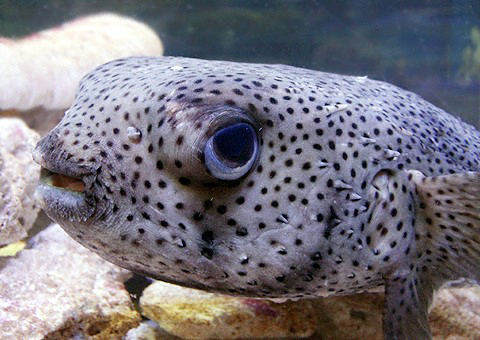 魚類図鑑 ネズミフグ