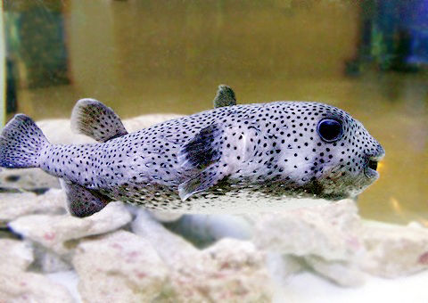 魚類図鑑 ネズミフグ