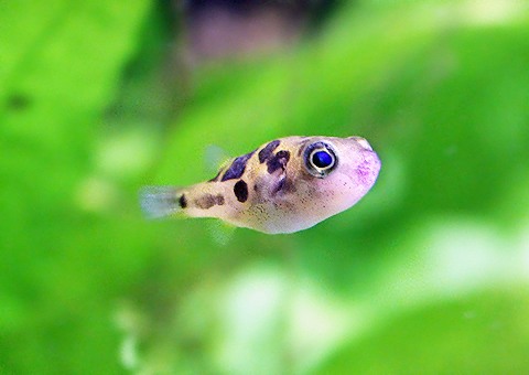 魚類図鑑 アベニー パファー