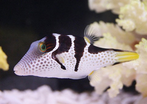 魚類図鑑 シマキンチャクフグ