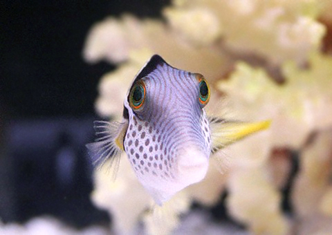 魚類図鑑 シマキンチャクフグ