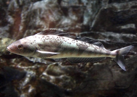 魚類図鑑 ホッケ