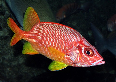 魚類図鑑 トガリエビス