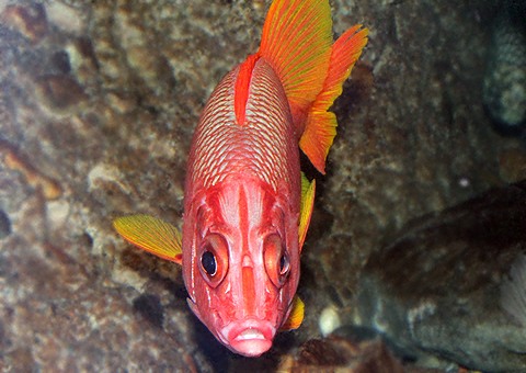 魚類図鑑 トガリエビス