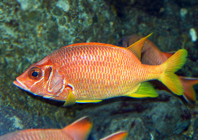 魚類図鑑 トガリエビス