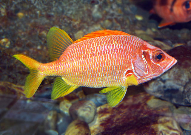 魚類図鑑 トガリエビス