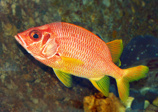 魚類図鑑 トガリエビス