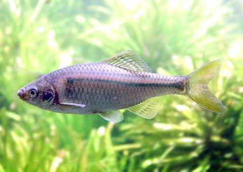 魚類図鑑 イチモンジタナゴ