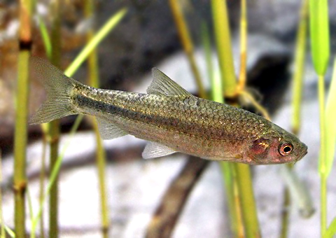 魚類図鑑 タモロコ