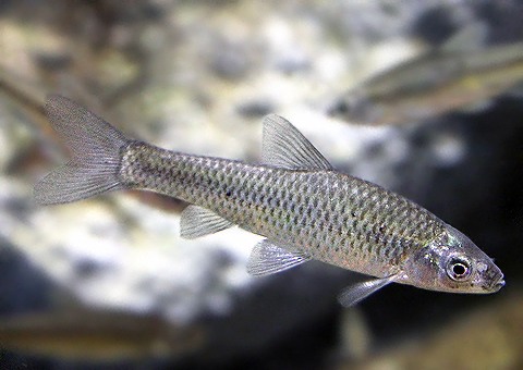 魚類図鑑 タモロコ