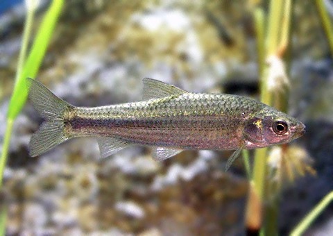 魚類図鑑 タモロコ