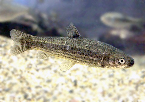 魚類図鑑 タモロコ