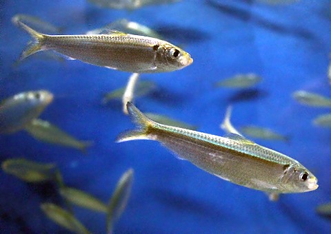 魚類図鑑 サッパ ママカリ