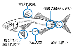 魚類図鑑 魚の調べ方