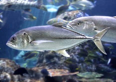 魚類図鑑 ギンガメアジ