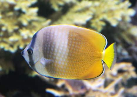 魚類図鑑 ミゾレチョウチョウウオ