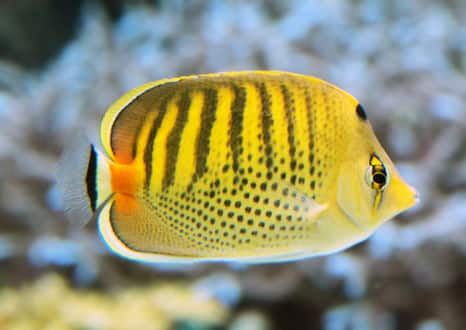 魚類図鑑 シチセンチョウチョウウオ