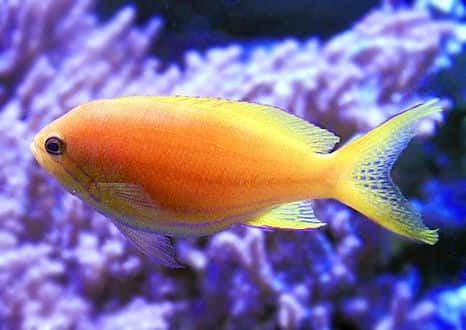 【現物5】ハナゴンベ 6cm± (A-4302) 粒エサOK ハナゴンベ 1匹 4-6cm± ! 海水魚 ゴンベ