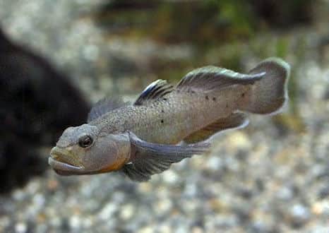 魚類図鑑 ビワヨシノボリ