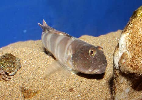 魚類図鑑 イトヒキハゼ