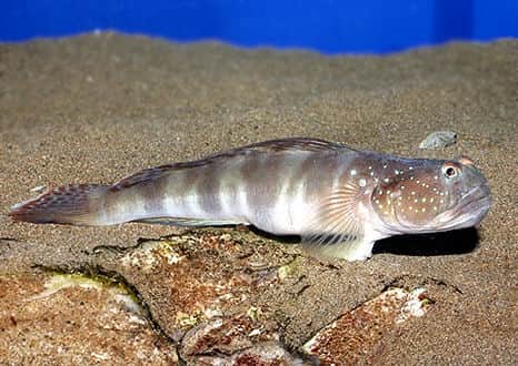 魚類図鑑 イトヒキハゼ