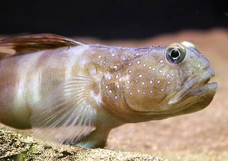 魚類図鑑 イトヒキハゼ