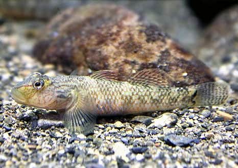 魚類図鑑 シマヨシノボリ
