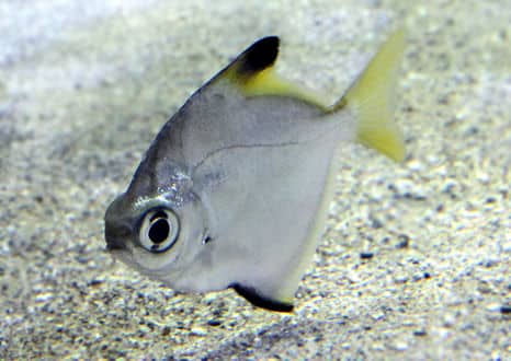 魚類図鑑 ヒメツバメウオ