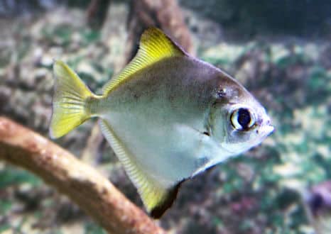 魚類図鑑 ヒメツバメウオ