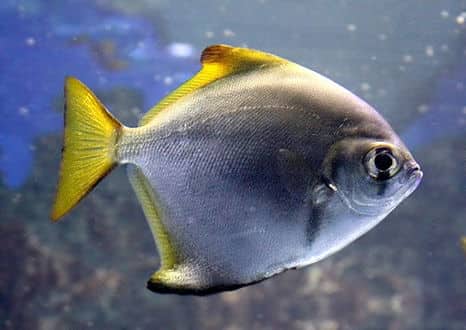 魚類図鑑 ヒメツバメウオ