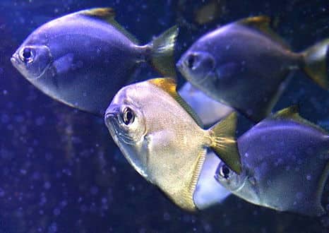 魚類図鑑 ヒメツバメウオ