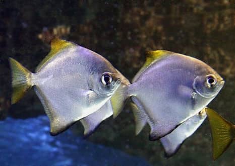 魚類図鑑 ヒメツバメウオ