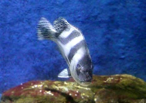 魚類図鑑 コショウダイ