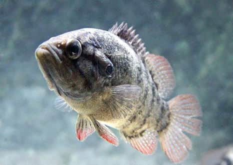 魚類図鑑 日本国内の絶滅危惧種