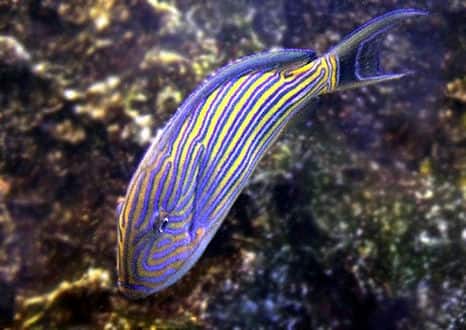 魚類図鑑 ニジハギ