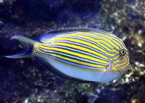 魚類図鑑 ニジハギ