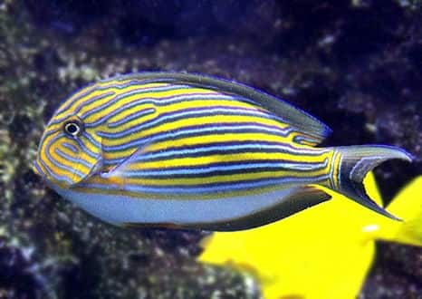 魚類図鑑 ニジハギ