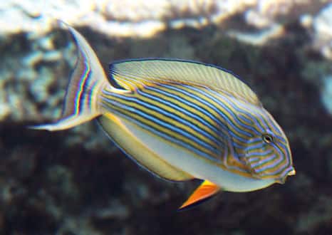 魚類図鑑 ニジハギ