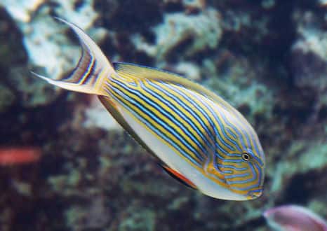 魚類図鑑 ニジハギ