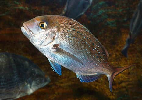 魚類図鑑 マダイ