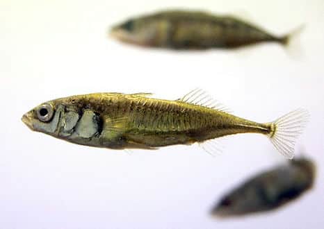 魚類図鑑・イトヨ