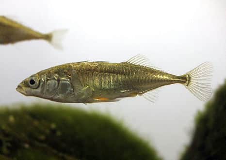 魚類図鑑・イトヨ